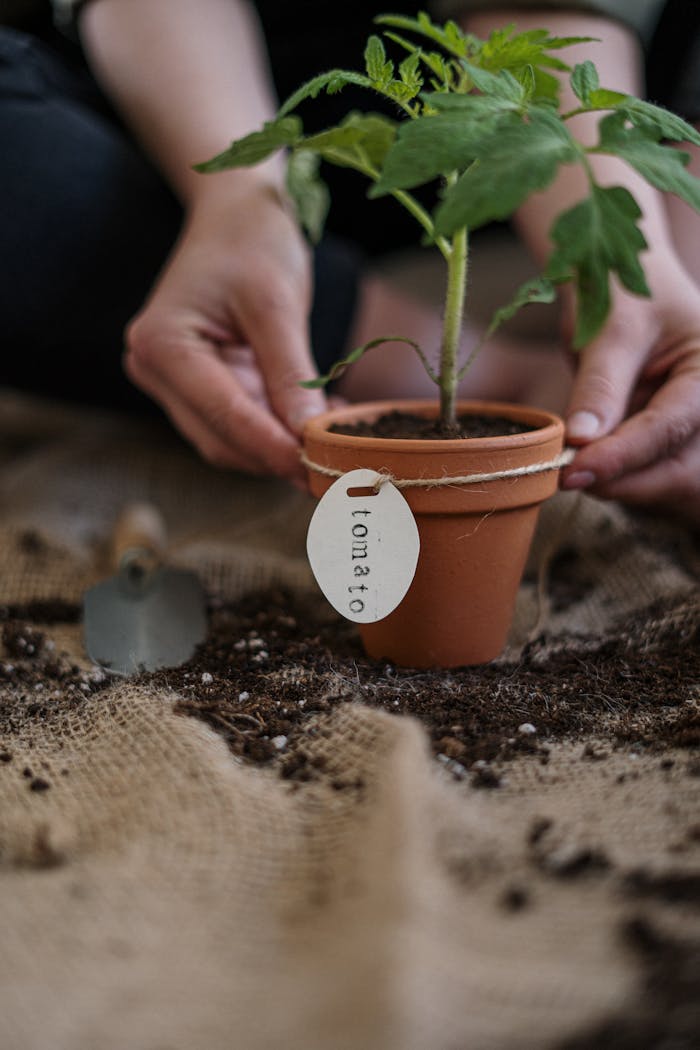 Home Close-up of a person planting a tomato seedling in a pot, focusing on organic gardening practices.